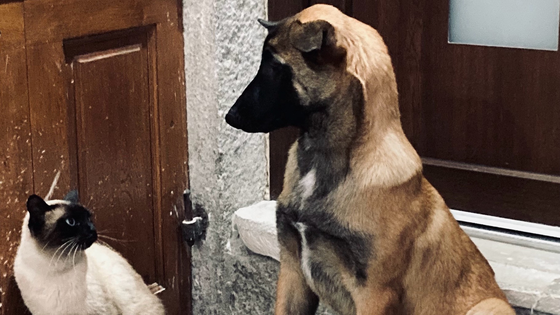 Don contre bon soin et surtout à une personne ayant le temps . photo 2