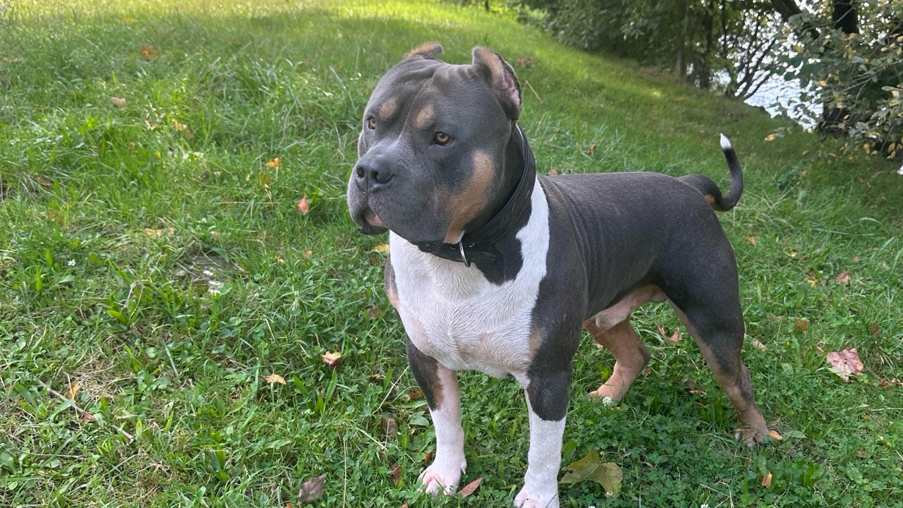 American bully xl photo 4