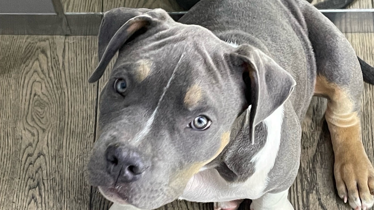 American bully xl photo 2