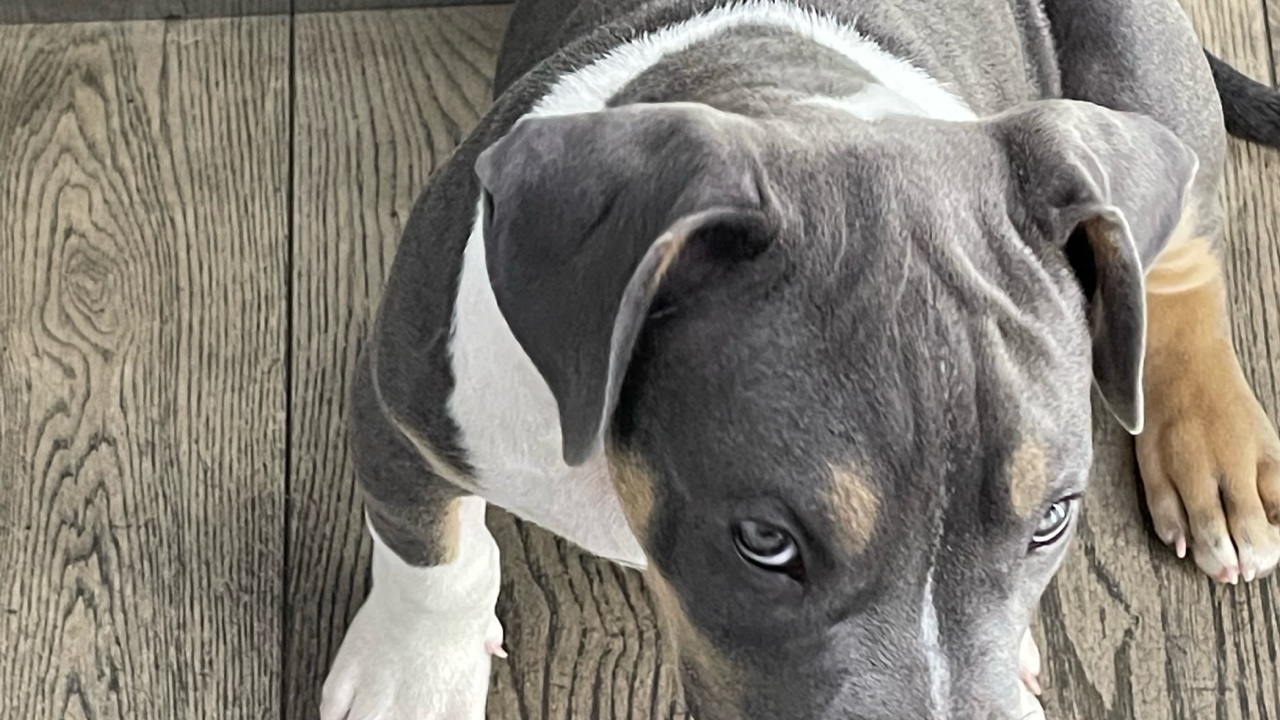 American bully xl photo 3