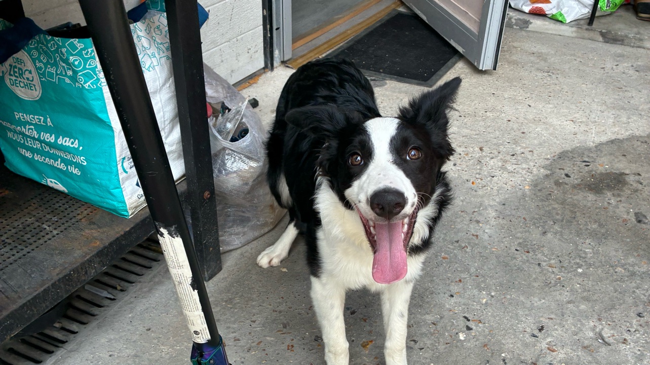 🐾 Border Collie femelle – 7 mois – 150 € photo 6