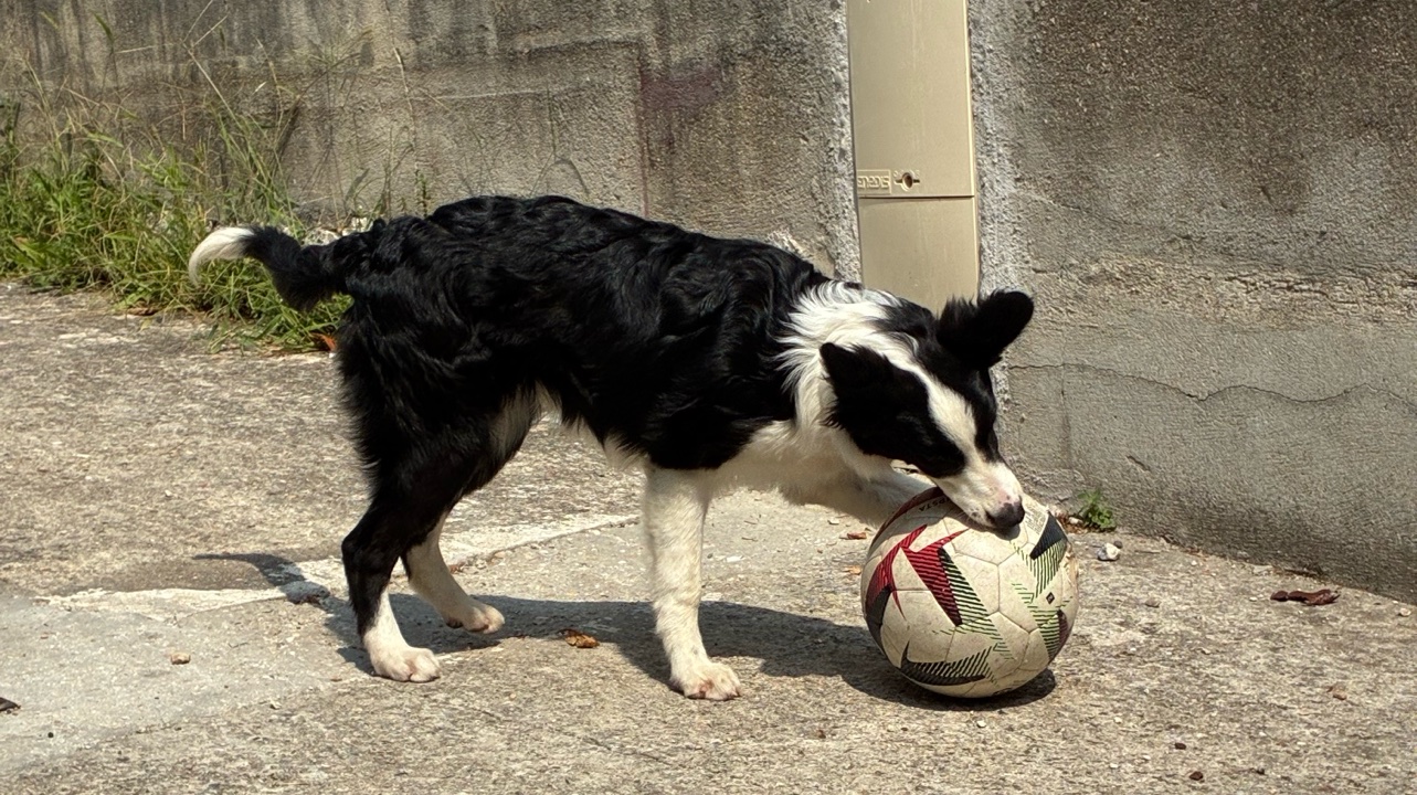 🐾 Border Collie femelle – 7 mois – 150 € photo 2