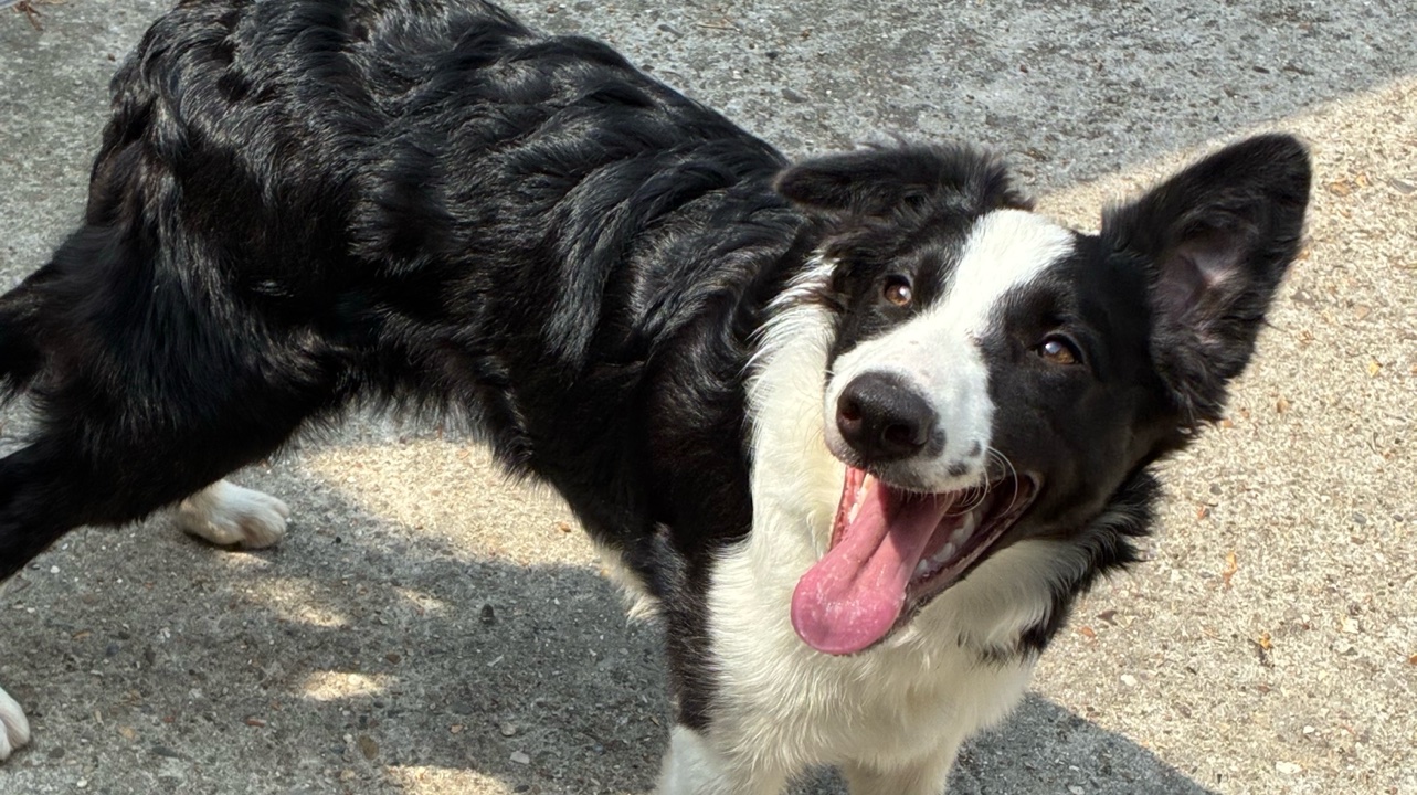 🐾 Border Collie femelle – 7 mois – 150 € photo 3