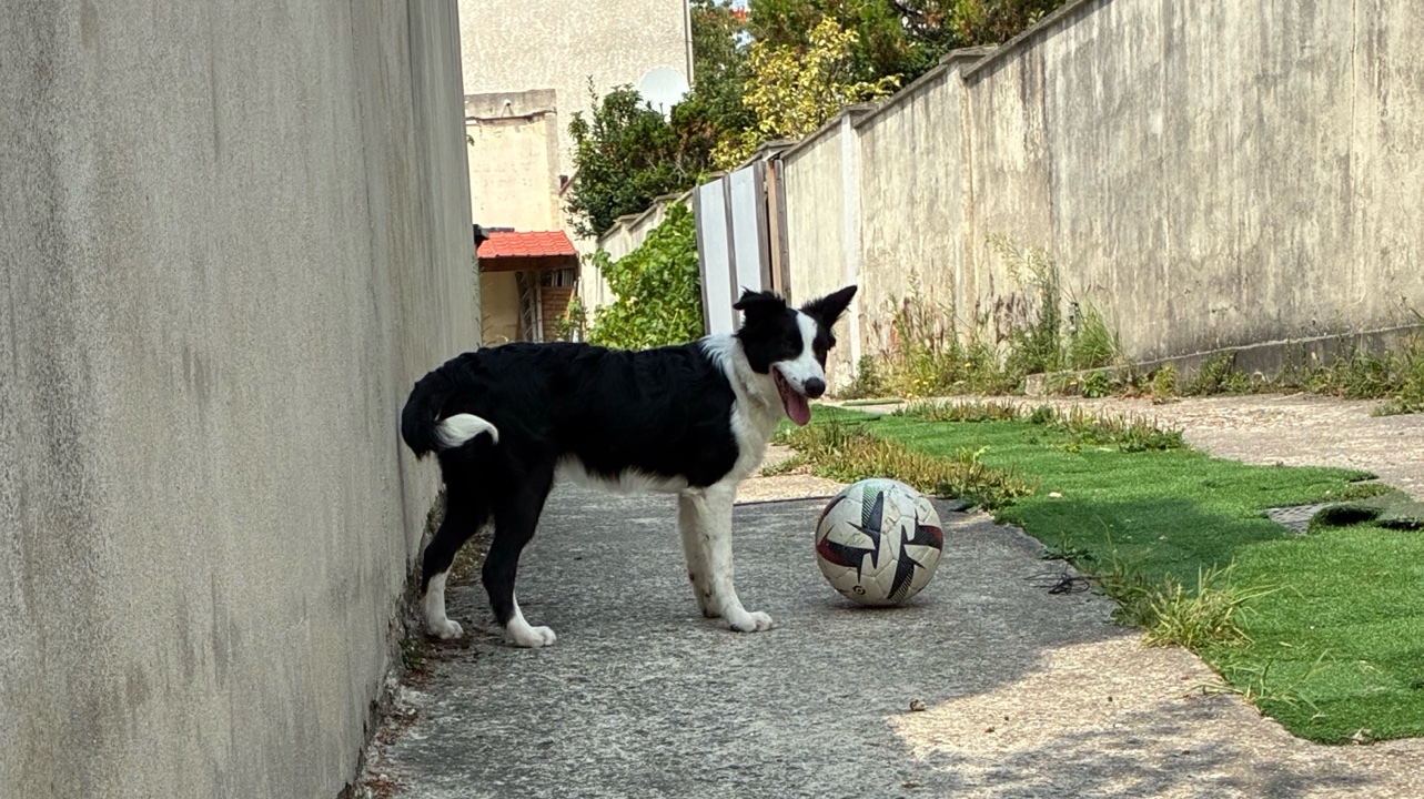 🐾 Border Collie femelle – 7 mois – 150 €