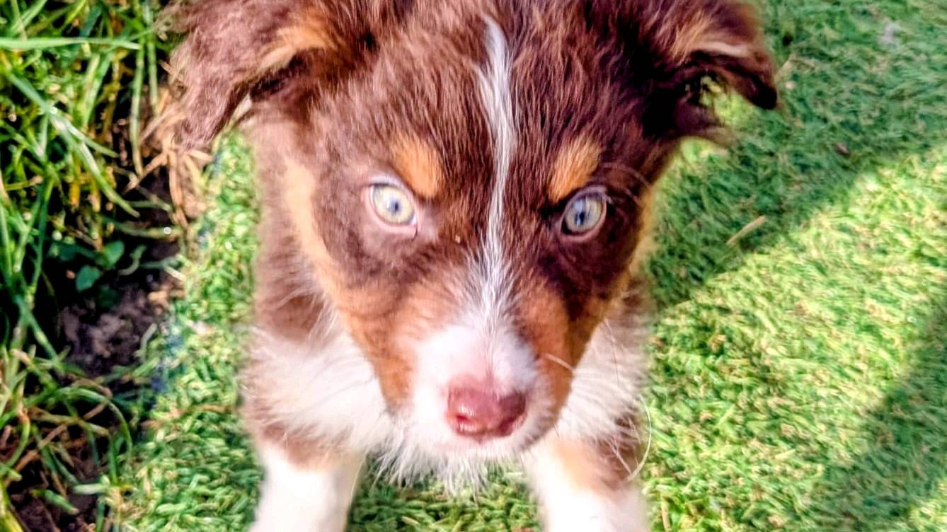 Berger australien photo 4