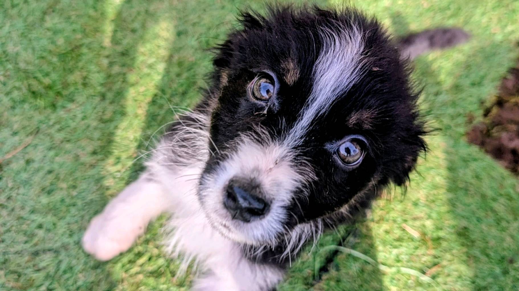 Berger australien photo 2