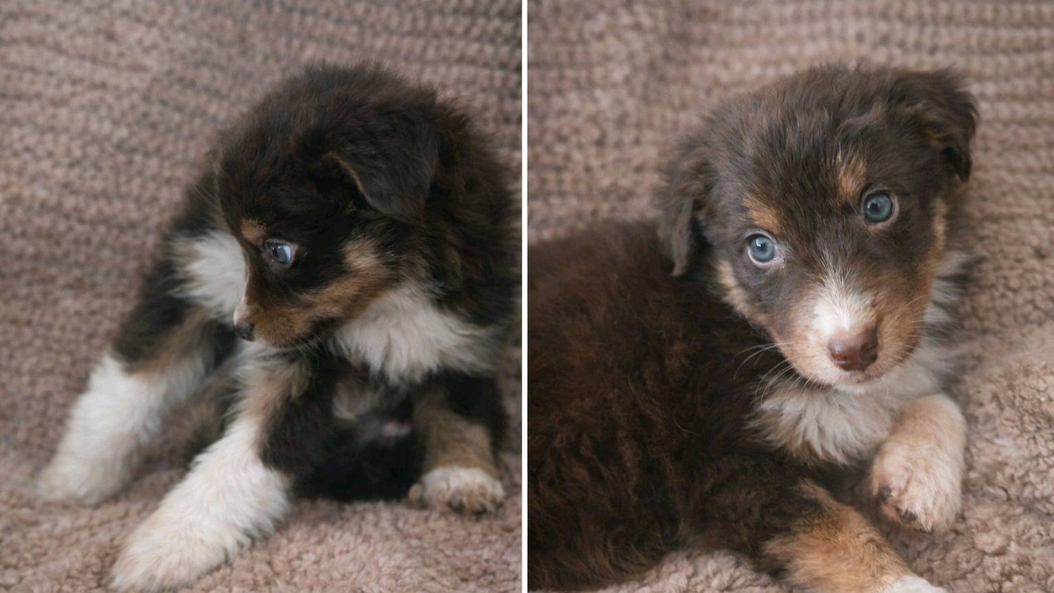 Berger australien photo 3