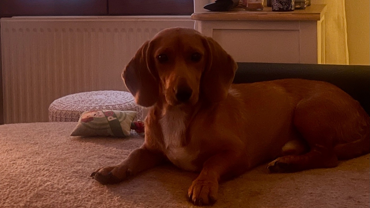 Donne adorable Teckel / URGENT photo 4