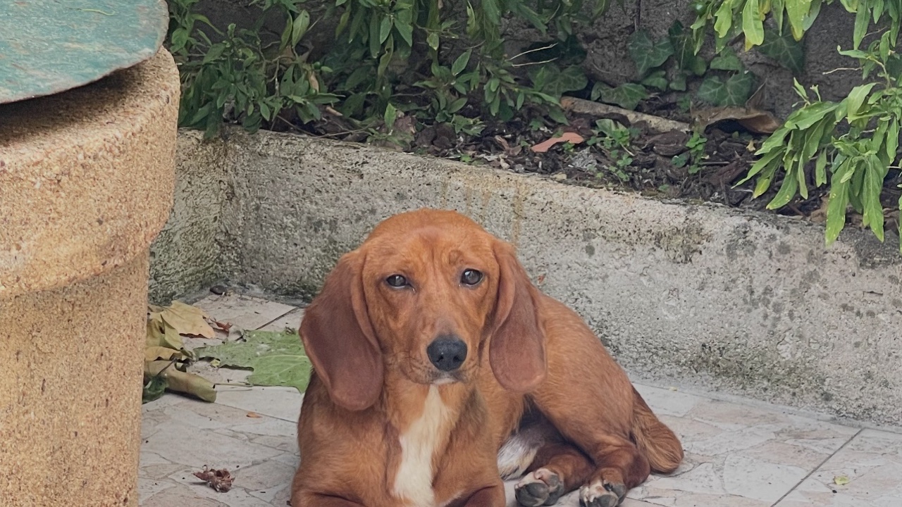 Donne adorable Teckel / URGENT