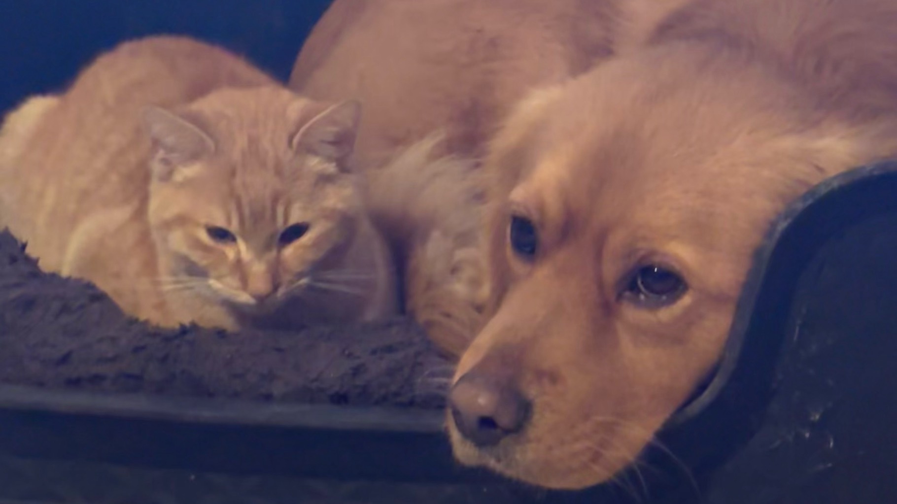 Chien très gentil et joueur cherche nouvelle famille aimante photo 3