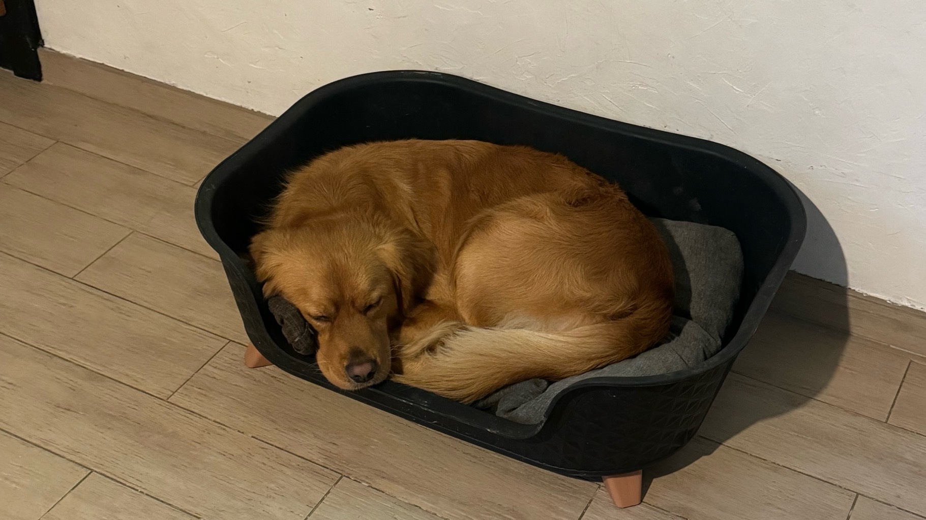 Chien très gentil et joueur cherche nouvelle famille aimante photo 4