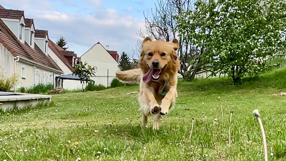 Chien très gentil et joueur cherche nouvelle famille aimante photo 5