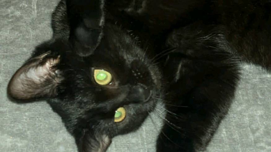 Je donne une petite chatte