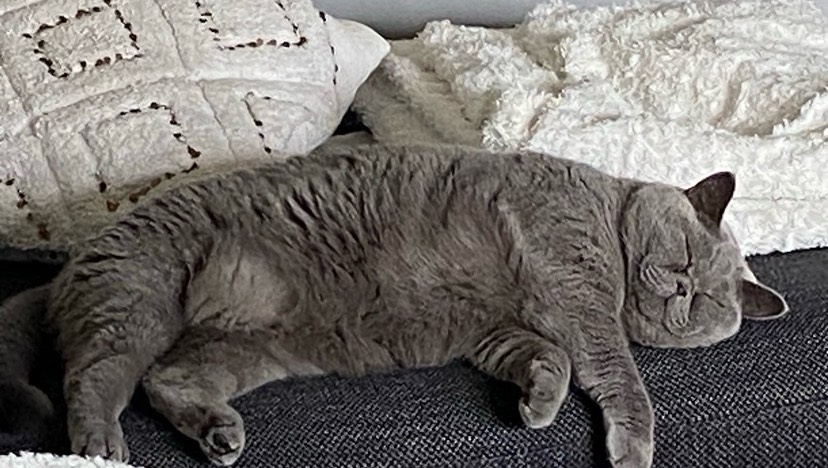 A adopter British Shorthair photo 3