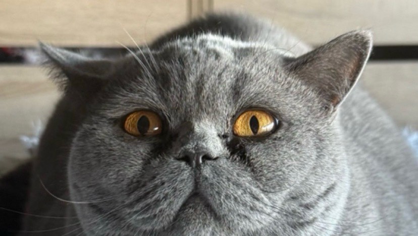 A adopter British Shorthair photo 2