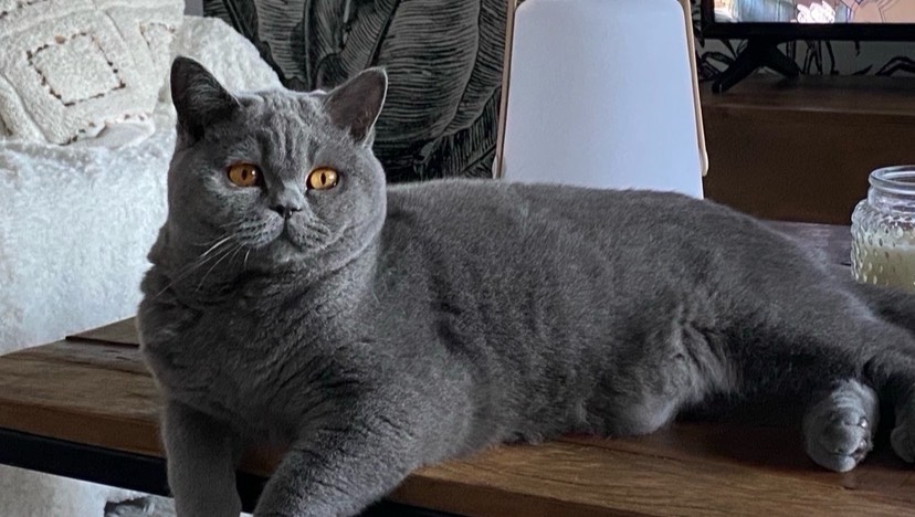 A adopter British Shorthair photo 5