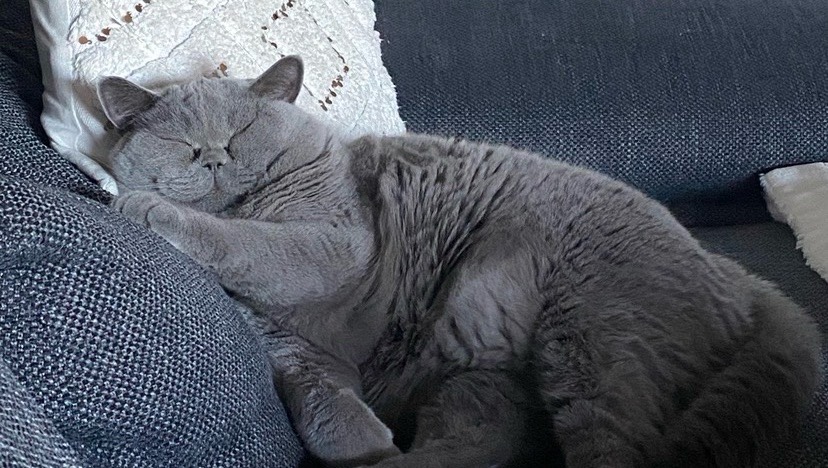 A adopter British Shorthair photo 4