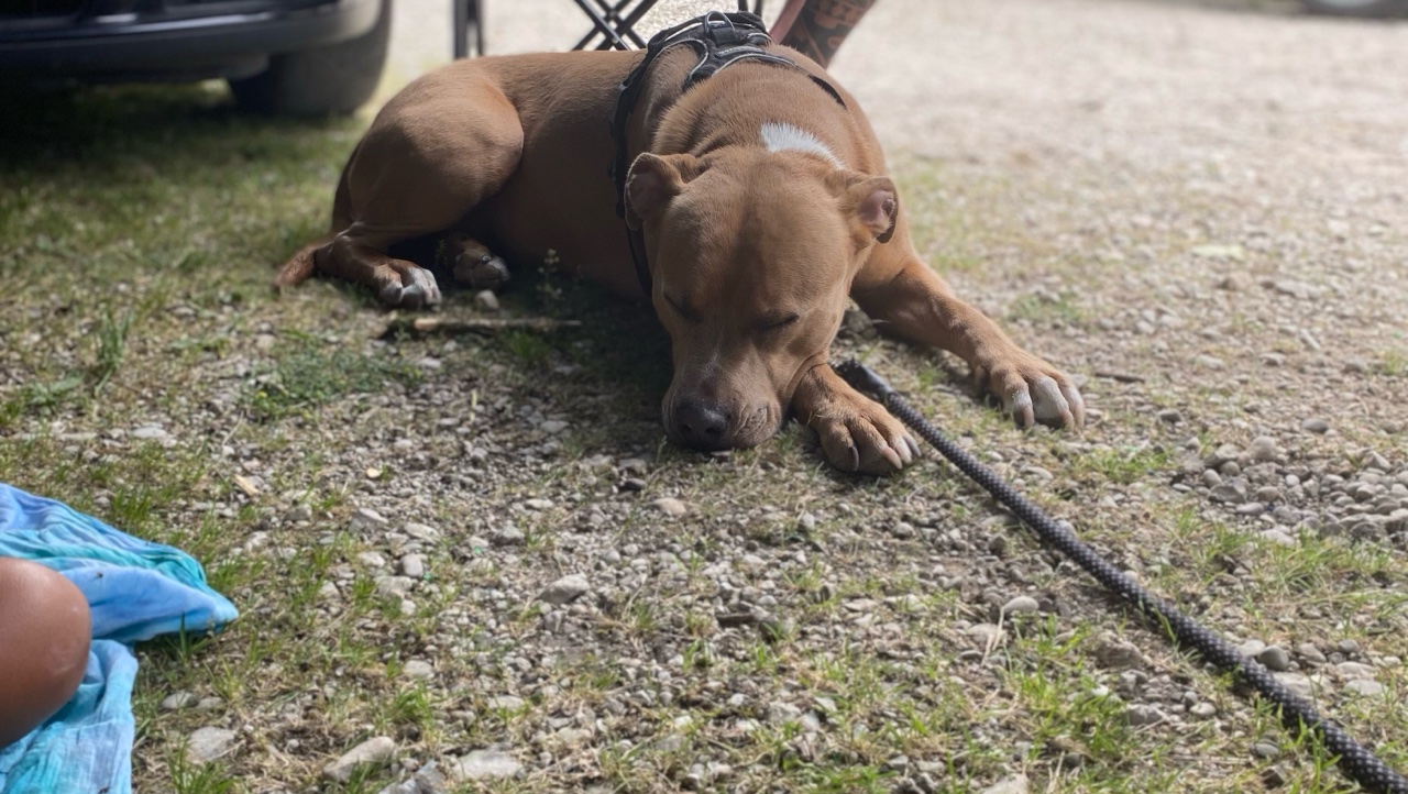 Je donne ma chienne RAYA