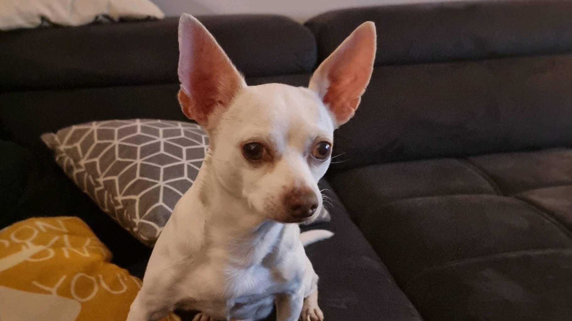 Yoda Recherche une famille