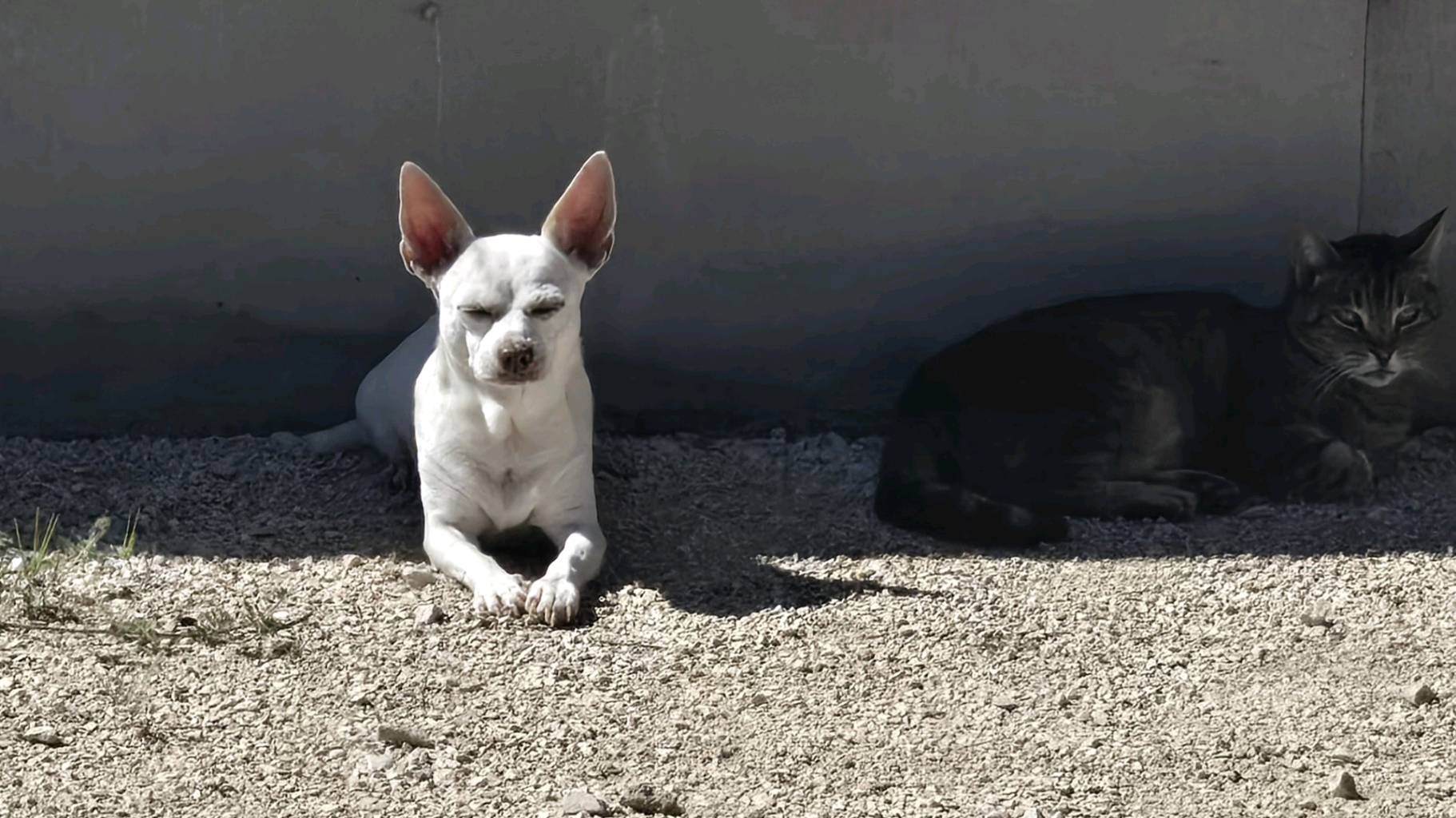 Yoda Recherche une famille photo 2