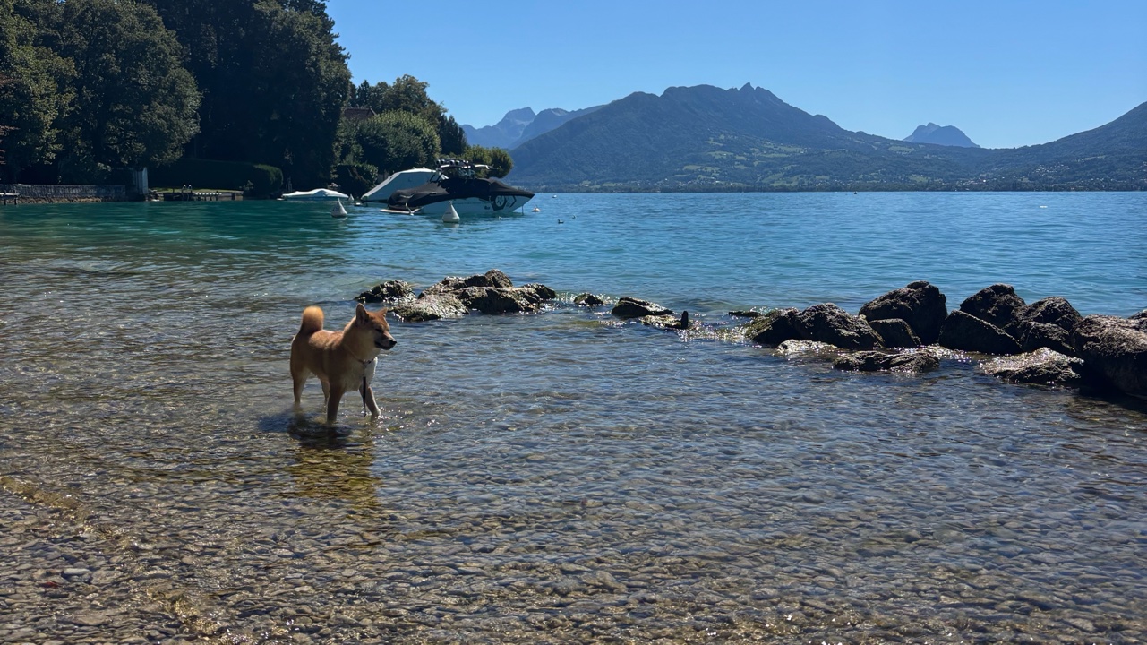 Arya jeune femelle Shiba Inu 11 mois photo 3