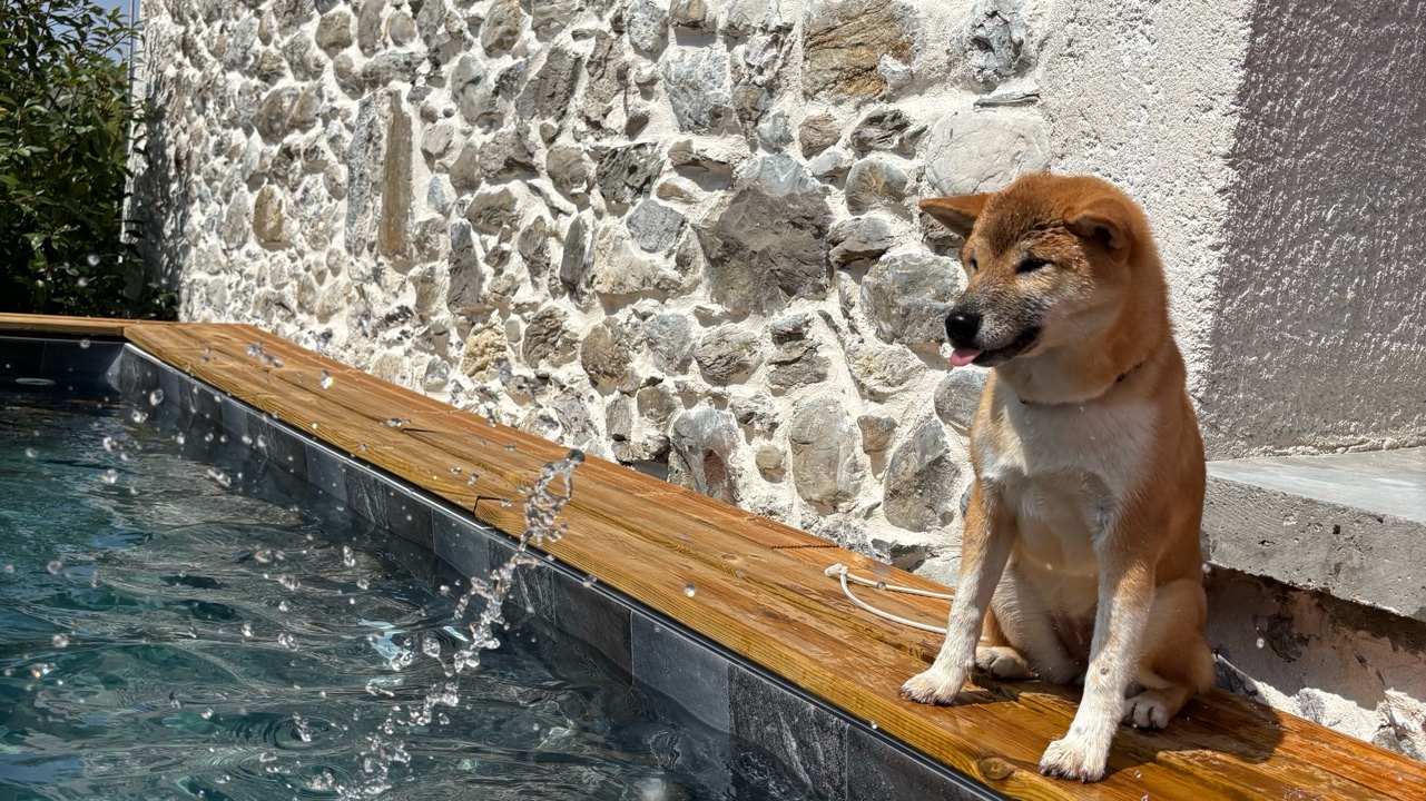 Arya jeune femelle Shiba Inu 11 mois photo 2