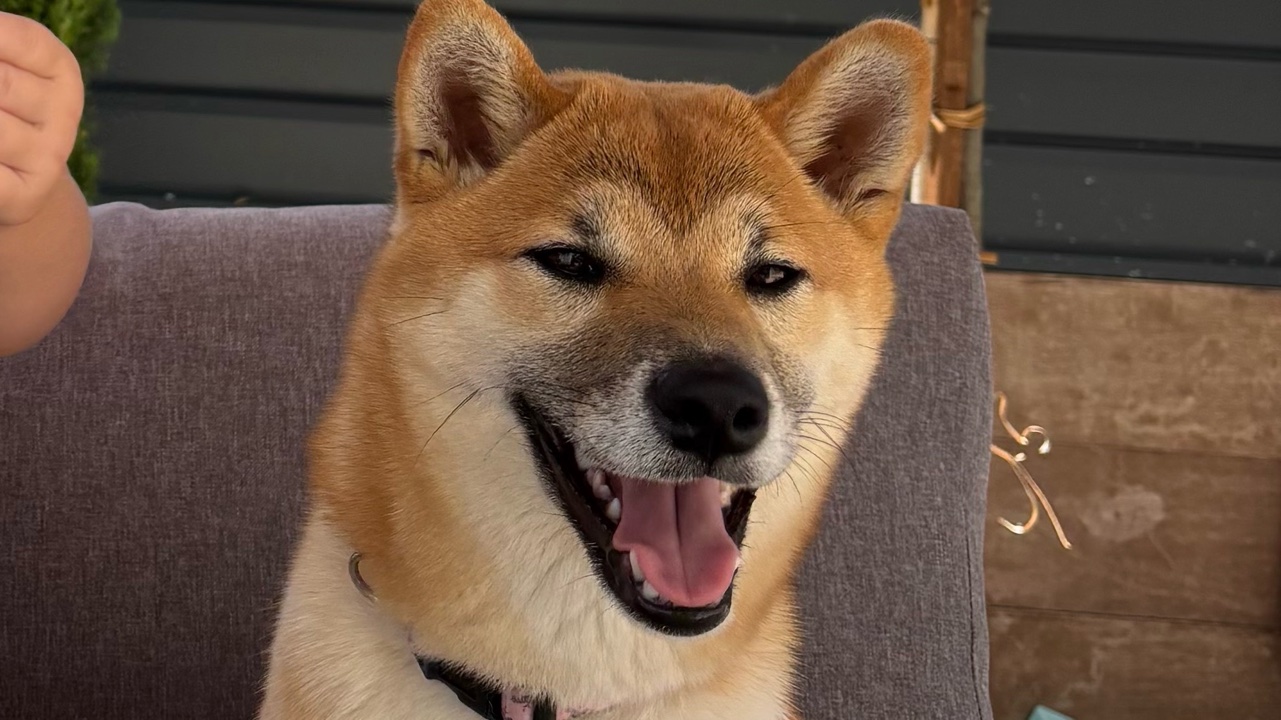 Arya jeune femelle Shiba Inu 11 mois