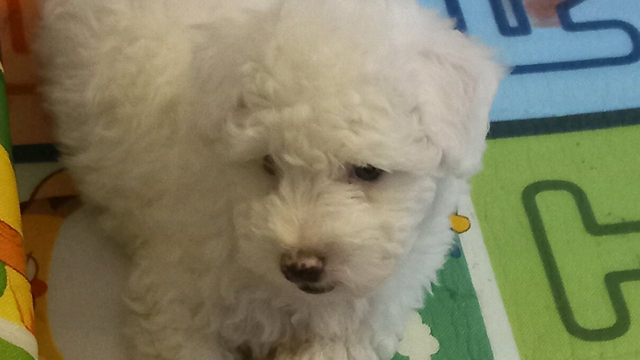 Bichon maltais