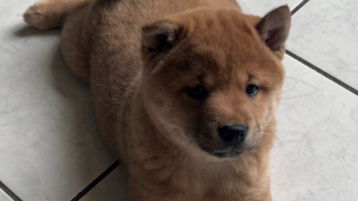À vendre chiot shiba Inu mâle 2 mois (pucé, vacciné) photo 3