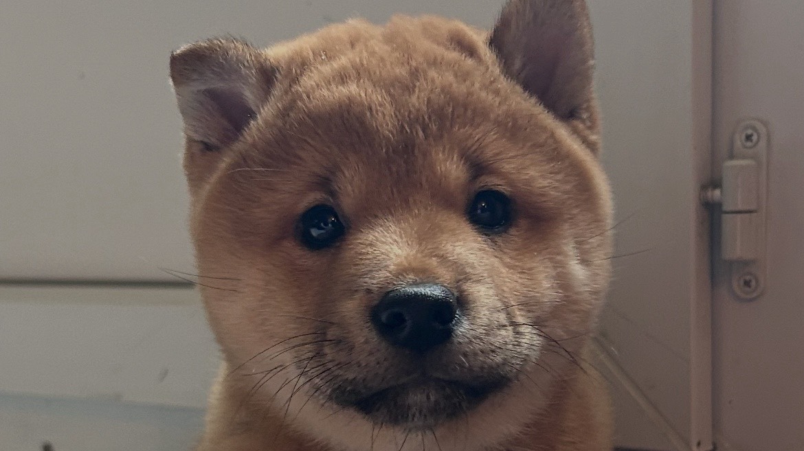 À vendre chiot shiba Inu mâle 2 mois (pucé, vacciné)