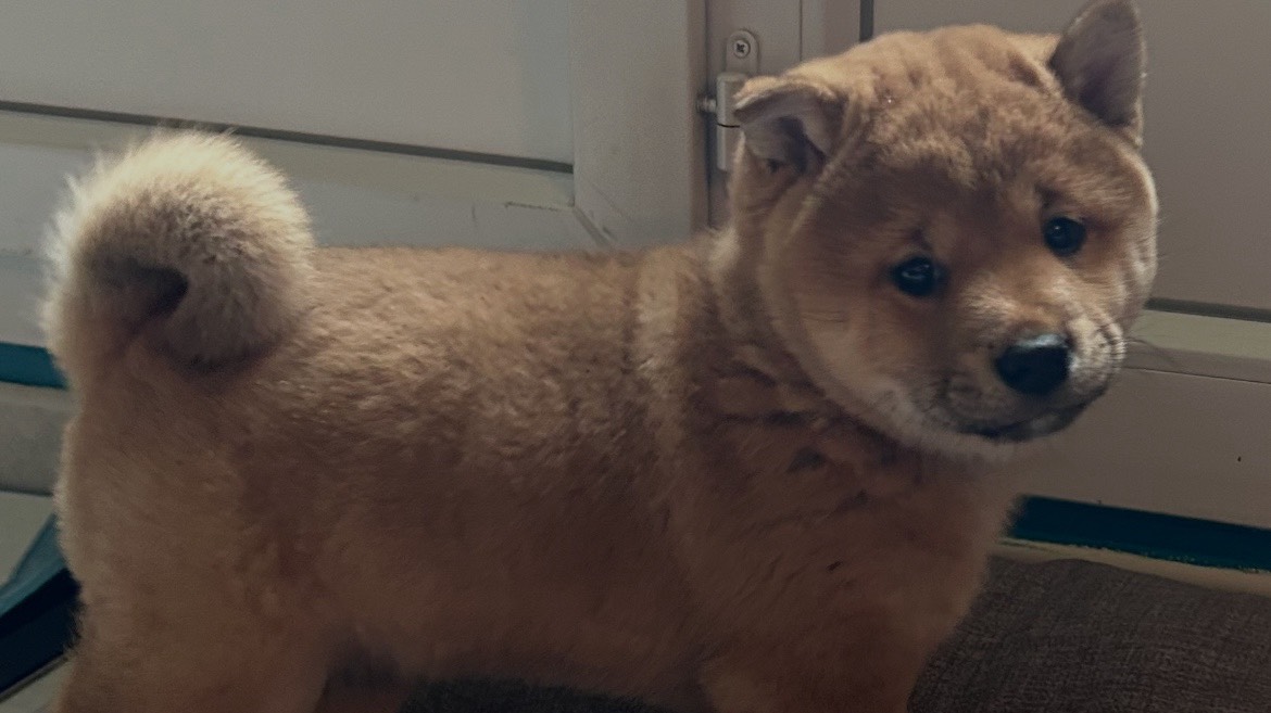 À vendre chiot shiba Inu mâle 2 mois (pucé, vacciné) photo 2