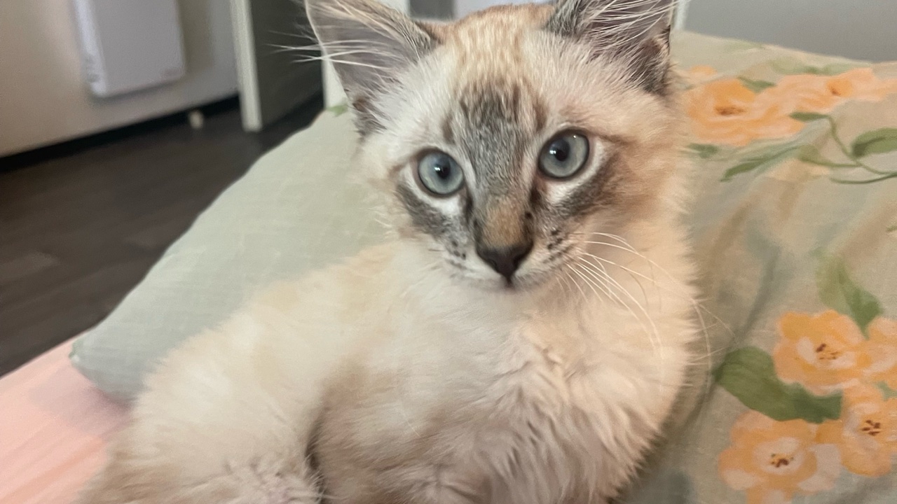 Chat Siamois- Kiri 🐈