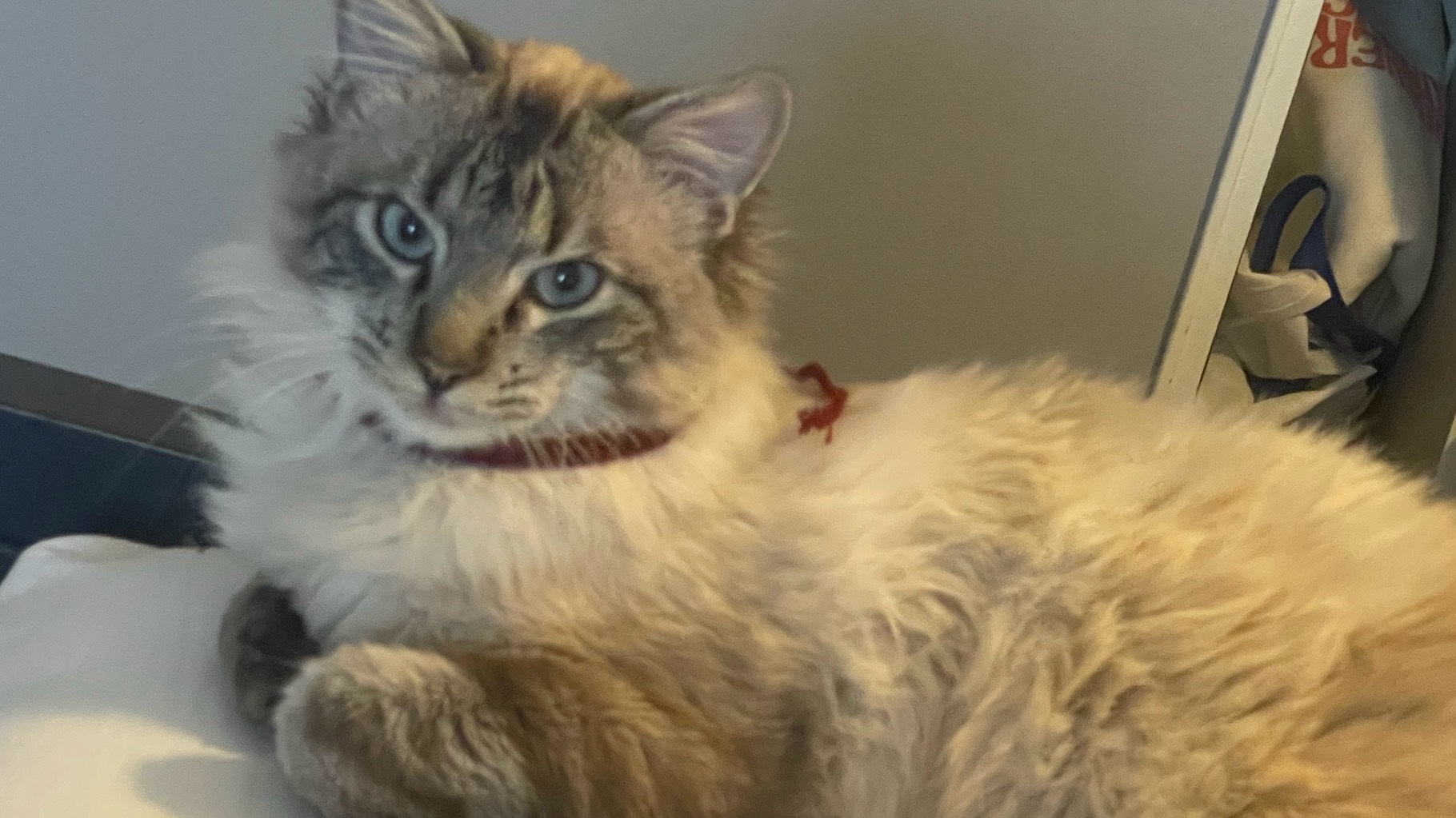 Chat Siamois- Kiri 🐈 photo 2