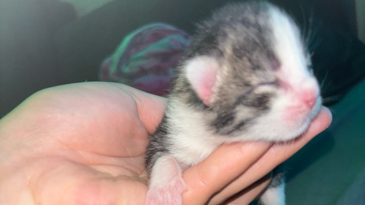 Bébé chat a donné photo 2