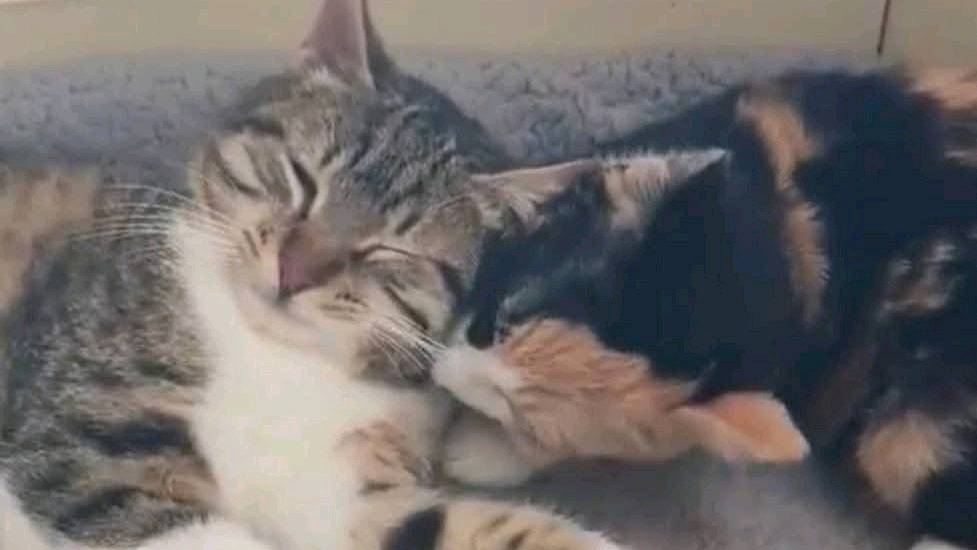 Appolon cherche sa famille photo 2