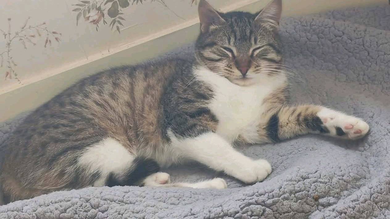 Appolon cherche sa famille