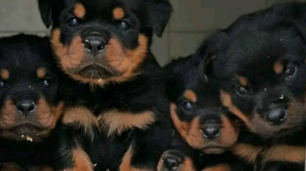 Chiots rottweiler