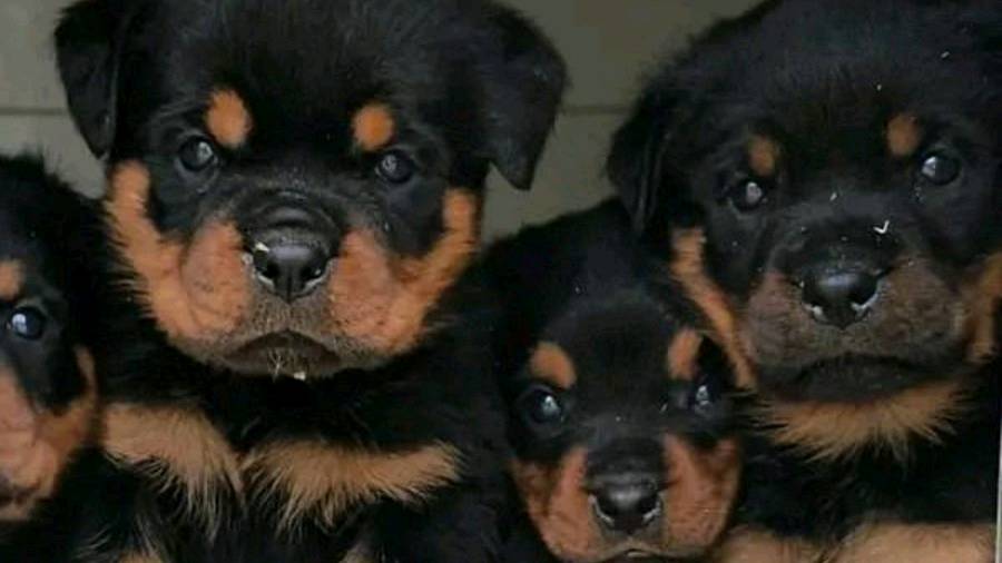 Chiots rottweiler photo 2