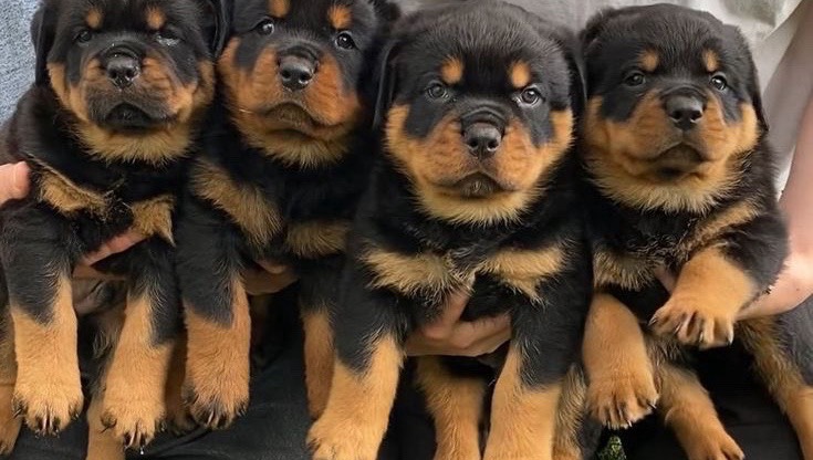 Chiots Rottweiler
