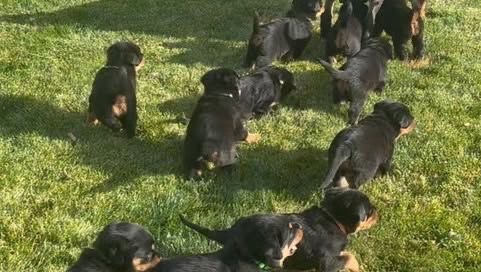 Chiots Rottweiler photo 2