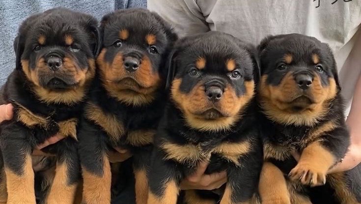 Puppies Rottweiler