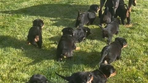 Puppies Rottweiler photo 4