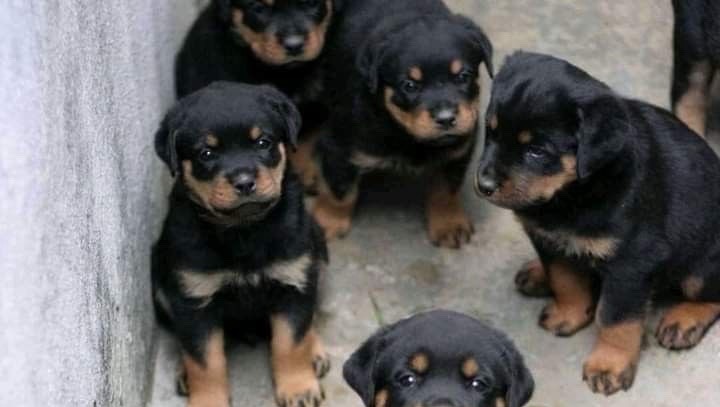 Puppies Rottweiler photo 2