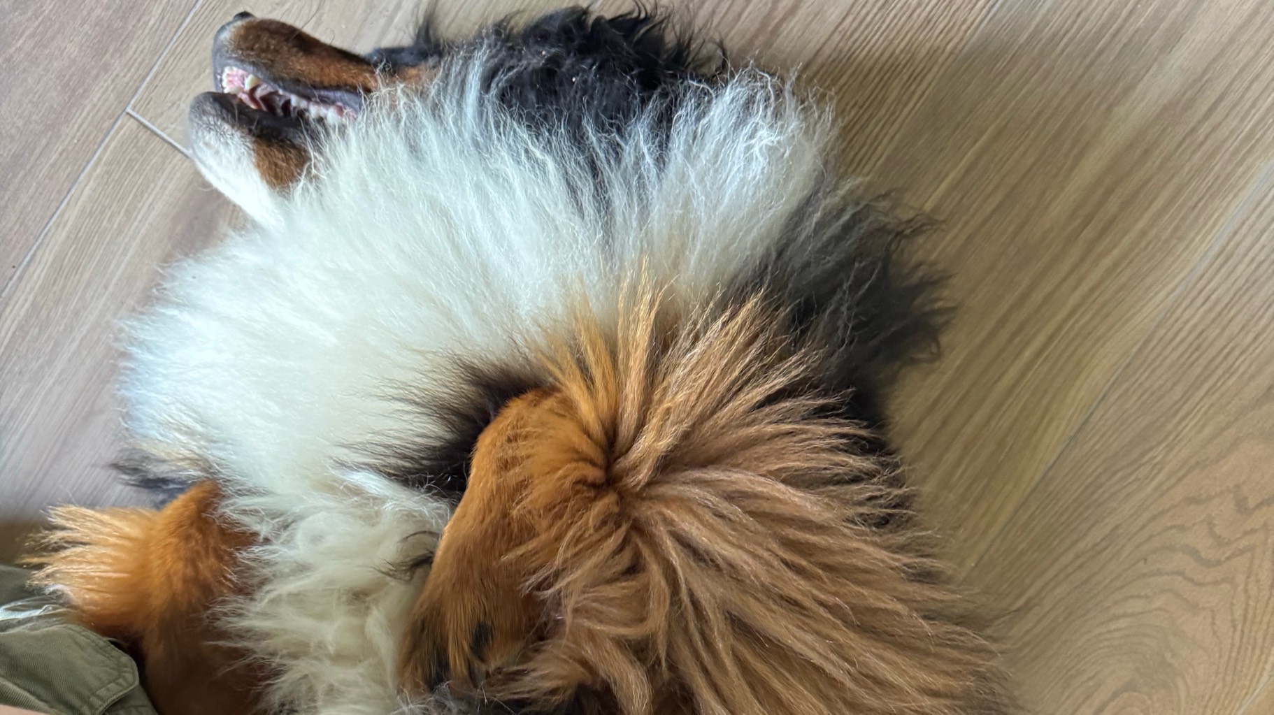 Femelle Bouvier Bernois photo 6