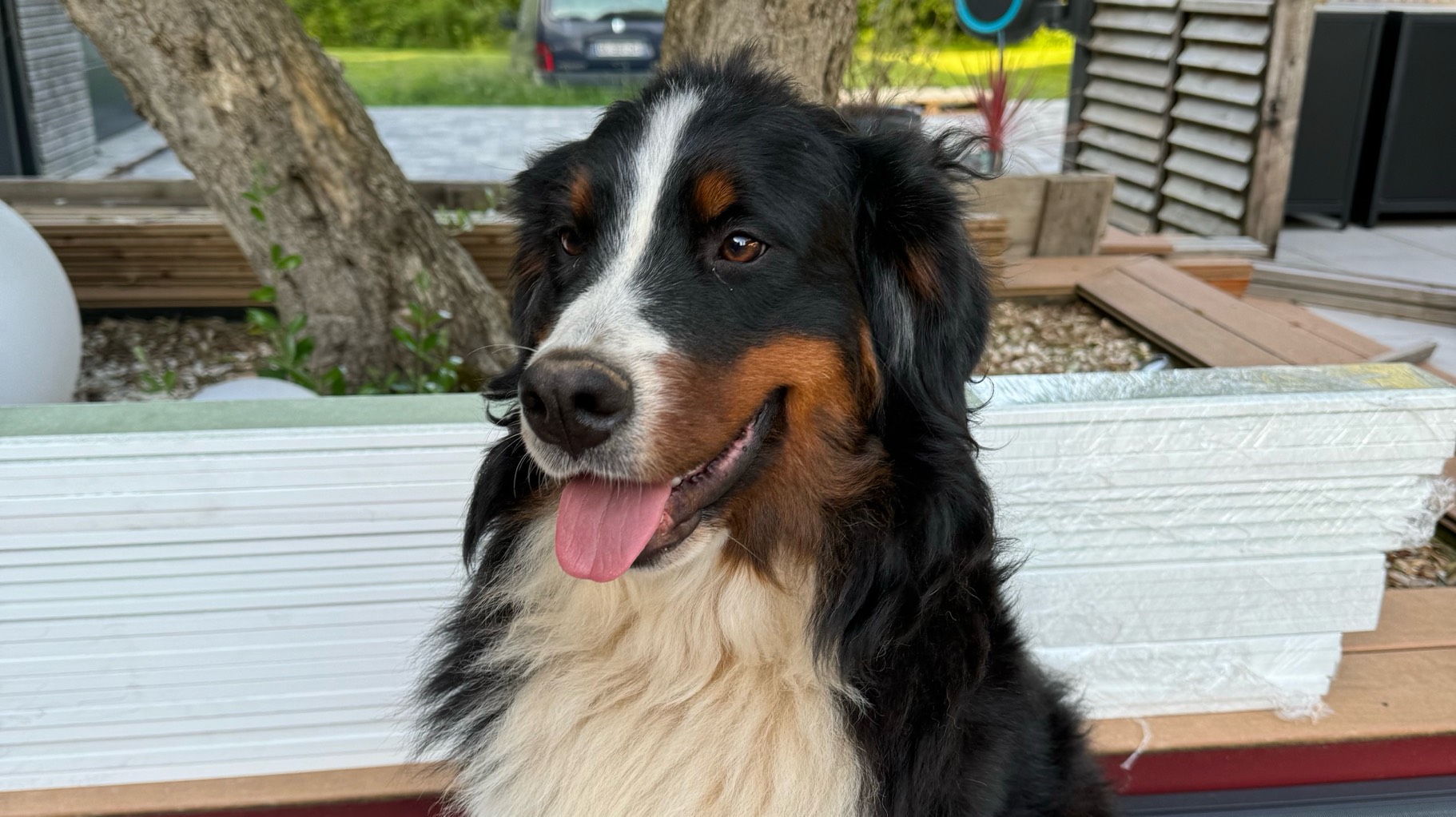 Femelle Bouvier Bernois photo 4