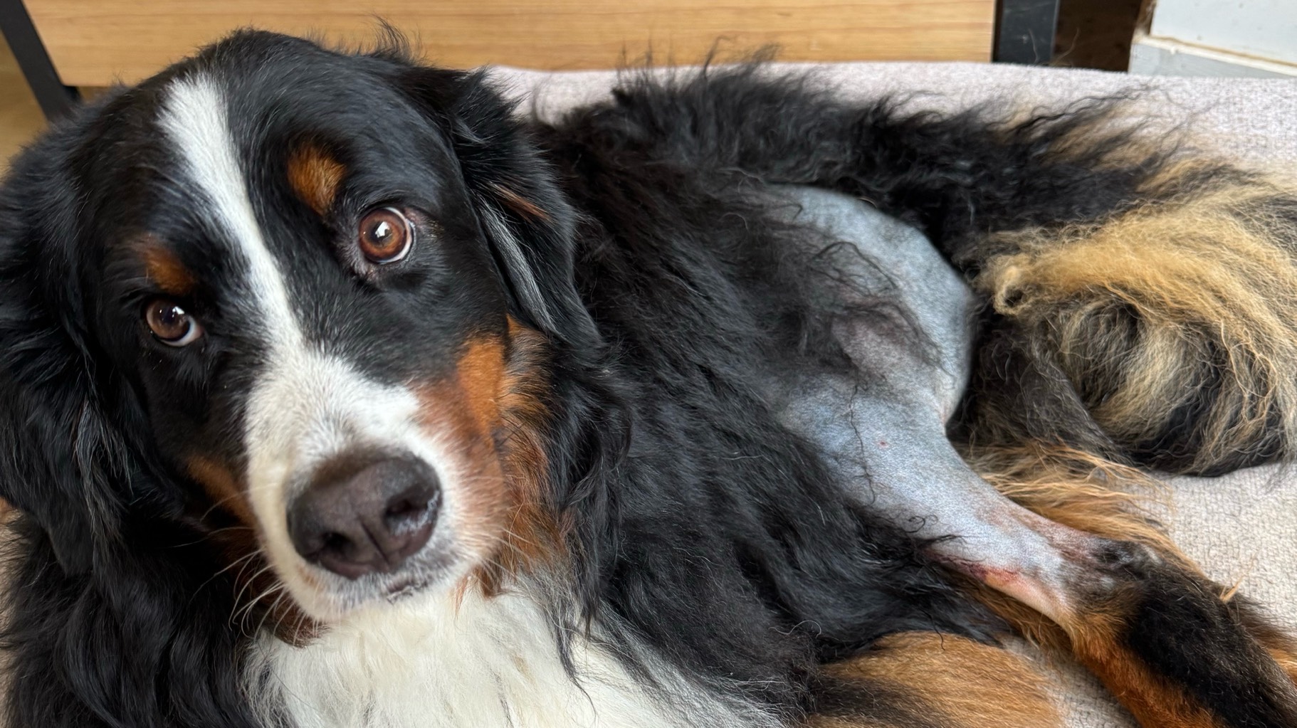 Femelle Bouvier Bernois photo 5