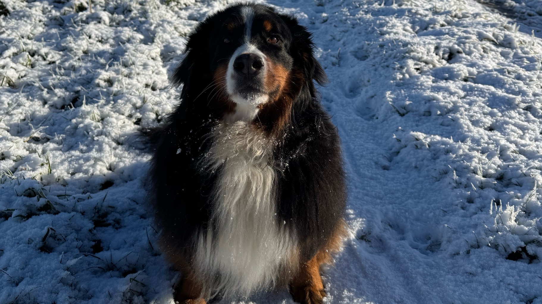 Femelle Bouvier Bernois photo 3