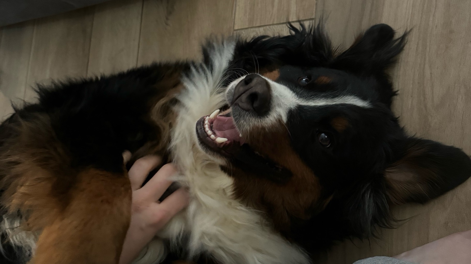 Femelle Bouvier Bernois photo 2