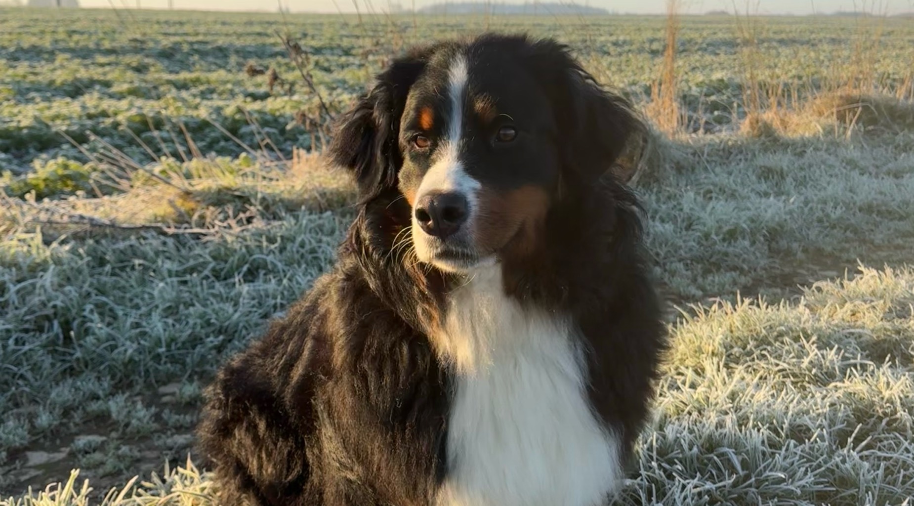 Femelle Bouvier Bernois