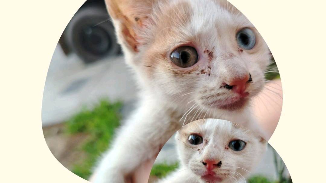 Gato en adopción photo 3